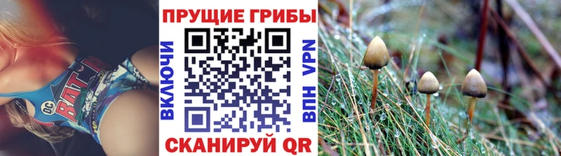 где купить наркоту  Сарапул  mega рабочий сайт  Псилоцибиновые грибы мицелий 